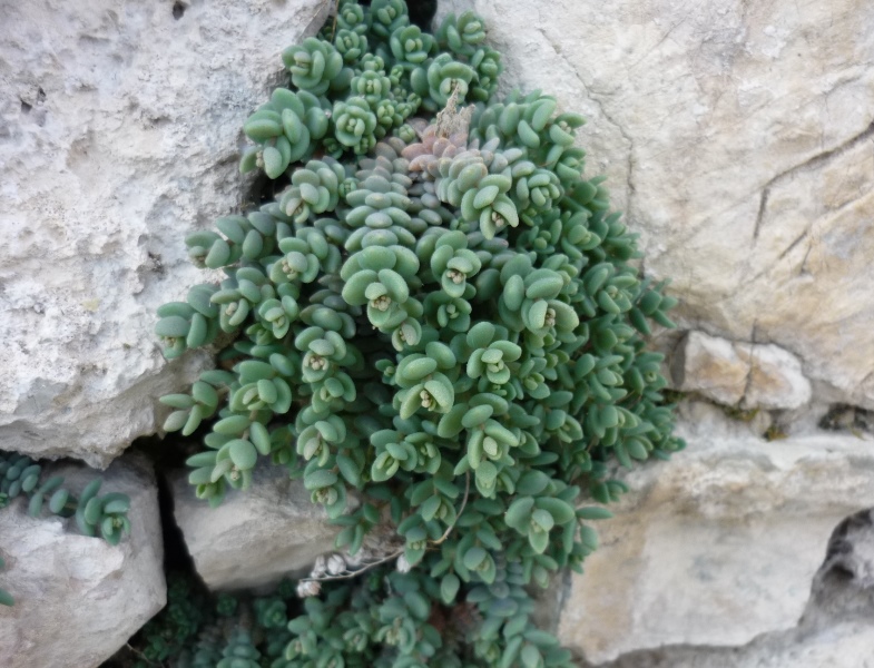 Sedum dasyphyllum / Borracina cinerea